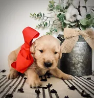 AKC RED GIRL, a female Golden Retriever and English Cream Golden Retriever for sale in Irmo, SC – 4 of 6