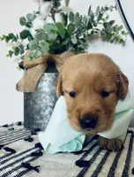 AKC MINT BOY, a male Golden Retriever and English Cream Golden Retriever for sale in Irmo, SC – 2 of 6