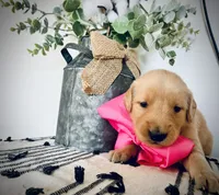 AKC PINK GIRL, a female Golden Retriever and English Cream Golden Retriever for sale in Irmo, SC – 6 of 6