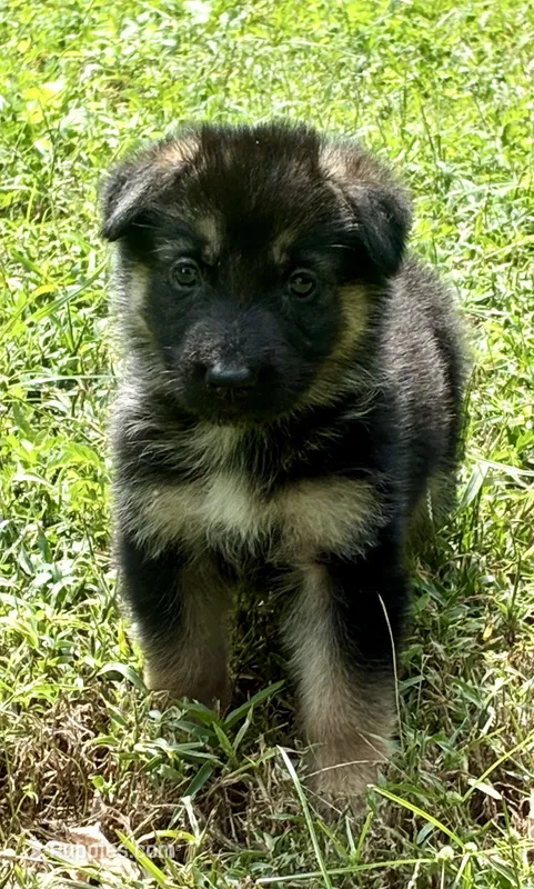 Purple girl – German Shepherd Dog puppy for sale in Columbia, SC
