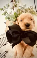 AKC BLACK BOY, a male Golden Retriever and English Cream Golden Retriever for sale in Irmo, SC – 2 of 4