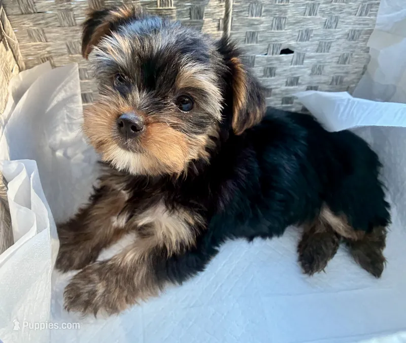 CKC teacup boy  – Yorkshire Terrier puppy for sale in Columbia, SC