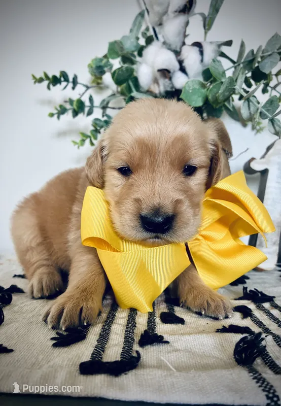 AKC YELLOW BOY – Golden Retriever, English Cream Golden Retriever puppy for sale in Irmo, SC