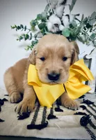 AKC YELLOW BOY, a male Golden Retriever and English Cream Golden Retriever for sale in Irmo, SC – 1 of 4