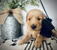 AKC BLACK BOY, a male Golden Retriever and English Cream Golden Retriever for sale in Irmo, SC – 1 of 4