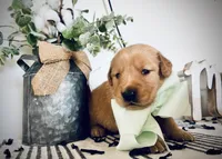 AKC MINT BOY, a male Golden Retriever and English Cream Golden Retriever for sale in Irmo, SC – 4 of 6