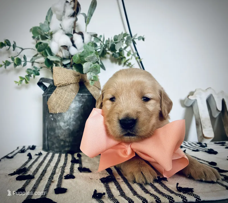 AKC PEACH BOY – Golden Retriever, English Cream Golden Retriever puppy for sale in Irmo, SC