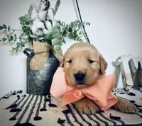 AKC PEACH BOY, a male Golden Retriever and English Cream Golden Retriever for sale in Irmo, SC – 1 of 3
