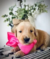 AKC PINK GIRL, a female Golden Retriever and English Cream Golden Retriever for sale in Irmo, SC – 1 of 6