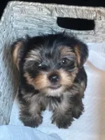 CKC teacup boy , a male Yorkshire Terrier for sale in Columbia, SC – 9 of 9
