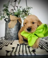 AKC GREEN BOY, a male Golden Retriever and English Cream Golden Retriever for sale in Irmo, SC – 2 of 5