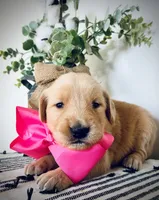 AKC PINK GIRL, a female Golden Retriever and English Cream Golden Retriever for sale in Irmo, SC – 5 of 6