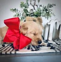 AKC RED GIRL, a female Golden Retriever and English Cream Golden Retriever for sale in Irmo, SC – 5 of 6