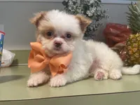 Chipoo girl , a female Chihuahua and Poodle - Toy  for sale in Irmo, SC – Photo 4 of 4