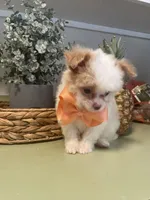 Chipoo girl , a female Chihuahua and Poodle - Toy  for sale in Irmo, SC – Photo 2 of 4