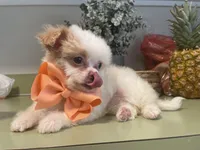 Chipoo girl , a female Chihuahua and Poodle - Toy  for sale in Irmo, SC – Photo 3 of 4