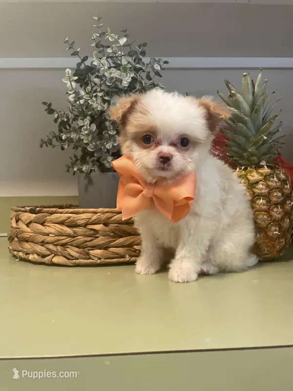 Chipoo girl , a female Chihuahua and Poodle - Toy  for sale in Irmo, SC – Photo 1 of 4
