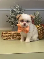 Chipoo girl , a female Chihuahua and Poodle - Toy  for sale in Irmo, SC – Photo 1 of 4