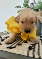 AKC YELLOW BOY, a male Golden Retriever and English Cream Golden Retriever for sale in Irmo, SC – 3 of 4