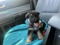 Purple girl, a female German Shepherd Dog for sale in Columbia, SC – 5 of 5
