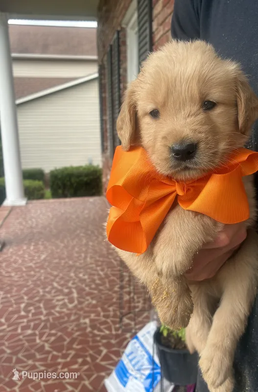 AKC ORANGE BOY – Golden Retriever, English Cream Golden Retriever puppy for sale in Irmo, SC