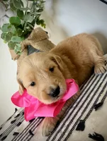 AKC PINK GIRL, a female Golden Retriever and English Cream Golden Retriever for sale in Irmo, SC – 4 of 6