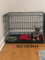 Akc Merle boy , a male French Bulldog for sale in Columbia, SC – 3 of 3