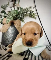 AKC MINT BOY, a male Golden Retriever and English Cream Golden Retriever for sale in Irmo, SC – 5 of 6