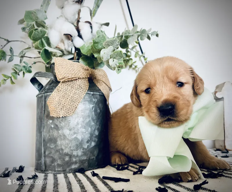 AKC MINT BOY – Golden Retriever, English Cream Golden Retriever puppy for sale in Irmo, SC