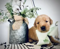AKC MINT BOY, a male Golden Retriever and English Cream Golden Retriever for sale in Irmo, SC – 1 of 6