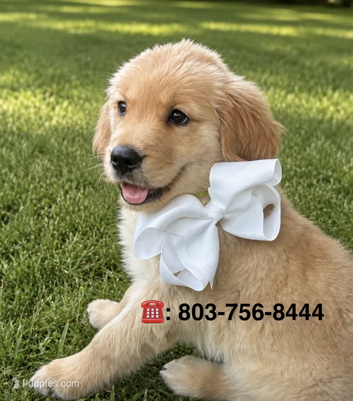 AKC white bow boy – Golden Retriever, English Cream Golden Retriever puppy for sale in Columbia, SC