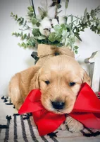 AKC RED GIRL, a female Golden Retriever and English Cream Golden Retriever for sale in Irmo, SC – 2 of 6
