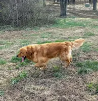 Henry , a male Golden Retriever and English Cream Golden Retriever for sale in Irmo, SC – 2 of 5