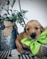 AKC GREEN BOY, a male Golden Retriever and English Cream Golden Retriever for sale in Irmo, SC – 3 of 5