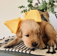 AKC YELLOW BOY, a male Golden Retriever and English Cream Golden Retriever for sale in Irmo, SC – 2 of 4