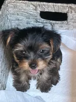 CKC teacup boy , a male Yorkshire Terrier for sale in Columbia, SC – 7 of 9