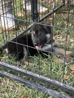 Purple girl, a female German Shepherd Dog for sale in Columbia, SC – 4 of 5