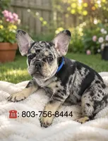Akc Merle boy , a male French Bulldog for sale in Columbia, SC – 2 of 3