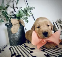 AKC PEACH BOY, a male Golden Retriever and English Cream Golden Retriever for sale in Irmo, SC – 3 of 3