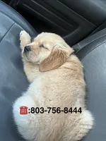 AKC white bow boy, a male Golden Retriever and English Cream Golden Retriever for sale in Columbia, SC – 2 of 3