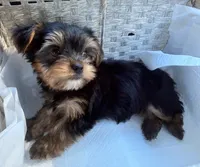 CKC teacup boy , a male Yorkshire Terrier for sale in Columbia, SC – 6 of 9