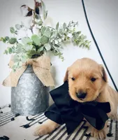 AKC BLACK BOY, a male Golden Retriever and English Cream Golden Retriever for sale in Irmo, SC – 3 of 4