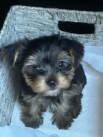 CKC teacup boy , a male Yorkshire Terrier for sale in Columbia, SC – 8 of 9