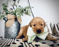 AKC MINT BOY, a male Golden Retriever and English Cream Golden Retriever for sale in Irmo, SC – 3 of 6