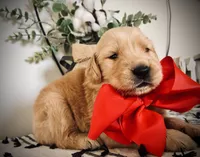AKC RED GIRL, a female Golden Retriever and English Cream Golden Retriever for sale in Irmo, SC – 3 of 6