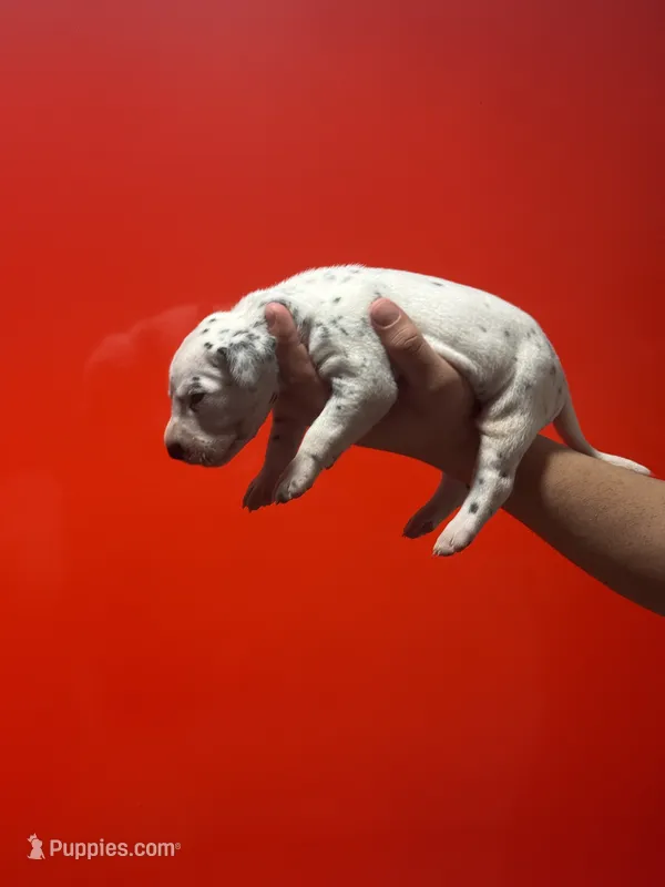 Girl 1 AKC  – Dalmatian puppy for sale in Miami, FL