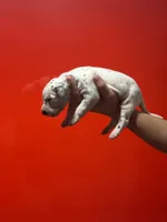 Girl 1 AKC , a female Dalmatian for sale in Miami, FL – 1 of 3