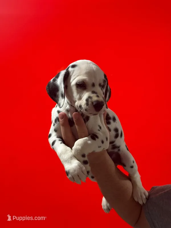 Girl 1 AKC  – Dalmatian puppy for sale in Miami, FL