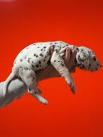 Boy 1 AKC , a male Dalmatian for sale in Miami, FL – Photo 3 of 3