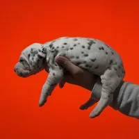 Boy 1 AKC , a male Dalmatian for sale in Miami, FL – Photo 2 of 3